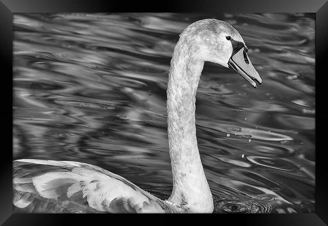 Juvenile Swan Framed Print by Mary Lane