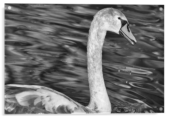 Juvenile Swan Acrylic by Mary Lane