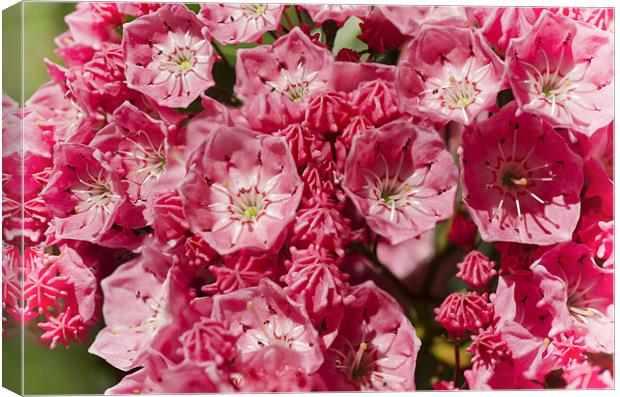 Mountain Laurel Canvas Print by Mary Lane