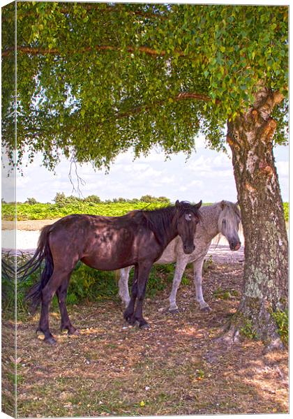 New Forest Ponies Canvas Print by David French