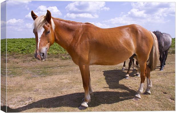 New Forest Ponies Canvas Print by David French