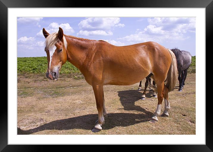 New Forest Ponies Framed Mounted Print by David French