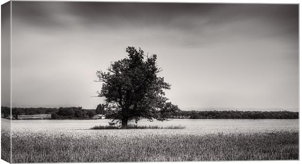 Tree among the cornfields Canvas Print by Dean Messenger