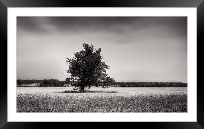 Tree among the cornfields Framed Mounted Print by Dean Messenger
