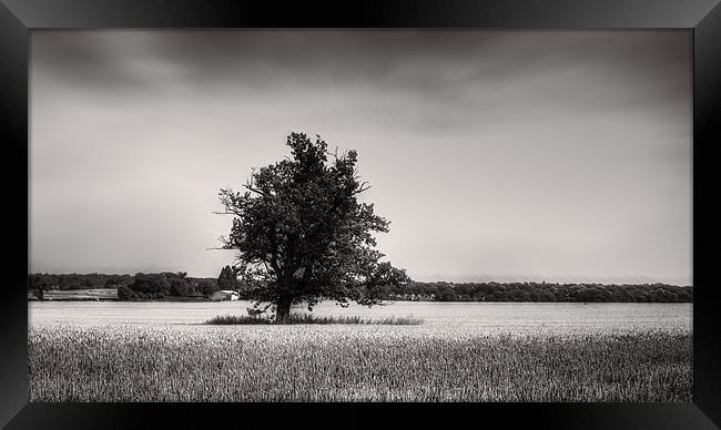Tree among the cornfields Framed Print by Dean Messenger
