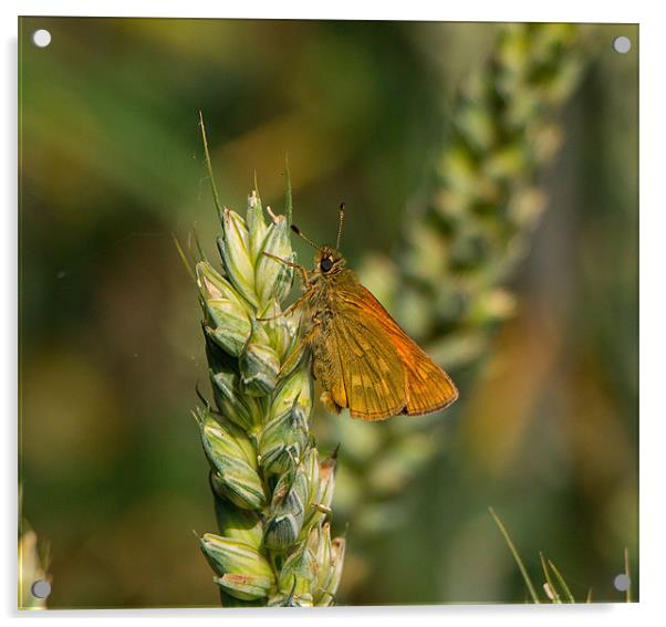 Skipper Butterfly on corn Acrylic by Dean Messenger