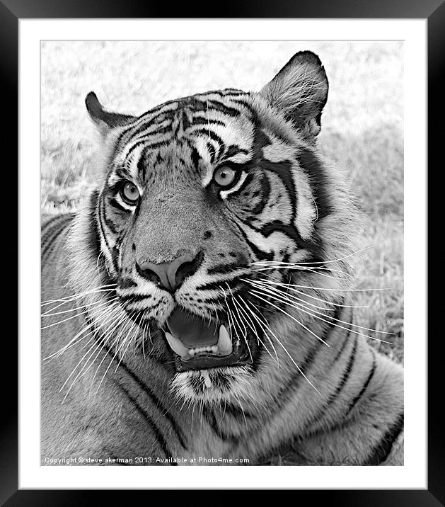 Bengal tiger black and white Framed Mounted Print by steve akerman