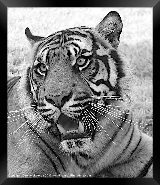 Bengal tiger black and white Framed Print by steve akerman