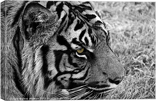 Bengal tiger in black and white Canvas Print by steve akerman