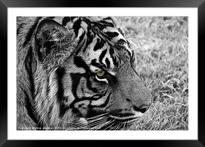Bengal tiger in black and white Framed Mounted Print by steve akerman
