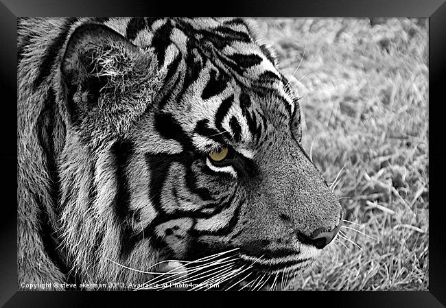 Bengal tiger in black and white Framed Print by steve akerman