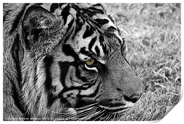 Bengal tiger in black and white Print by steve akerman