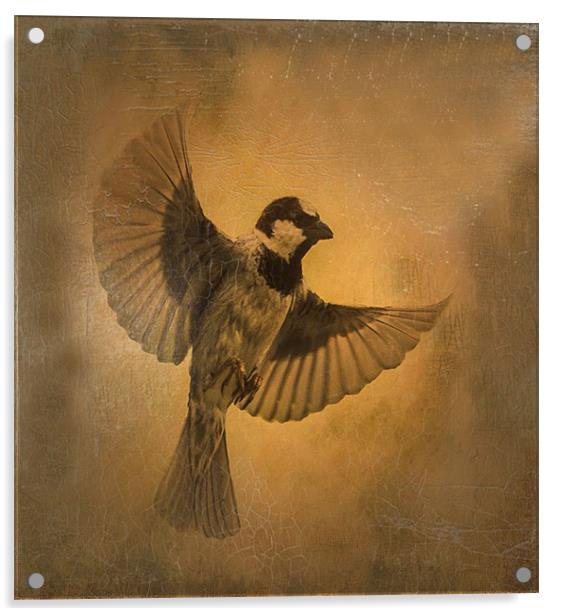 Flight of the Sparrow Acrylic by Matthew Laming