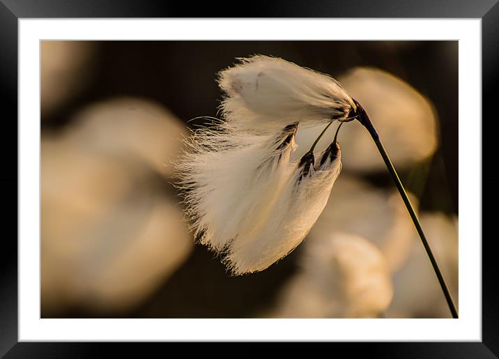 Cotton Grass in the Evening Sun Framed Mounted Print by Phil Tinkler