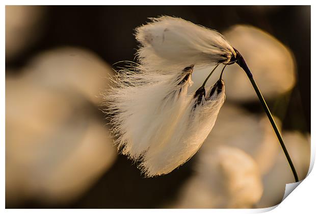 Cotton Grass in the Evening Sun Print by Phil Tinkler