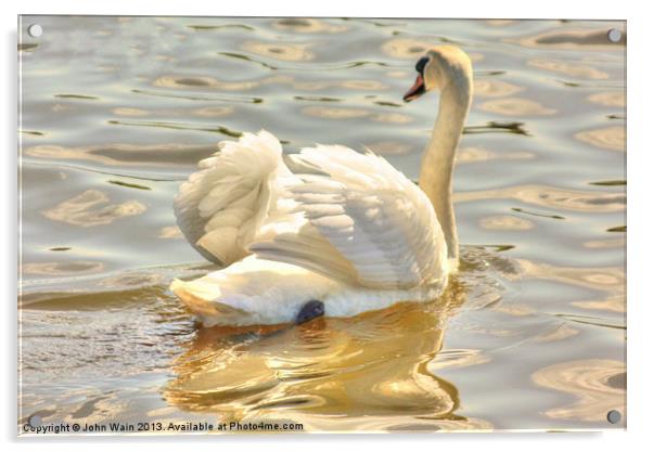 Swan Swimming Acrylic by John Wain