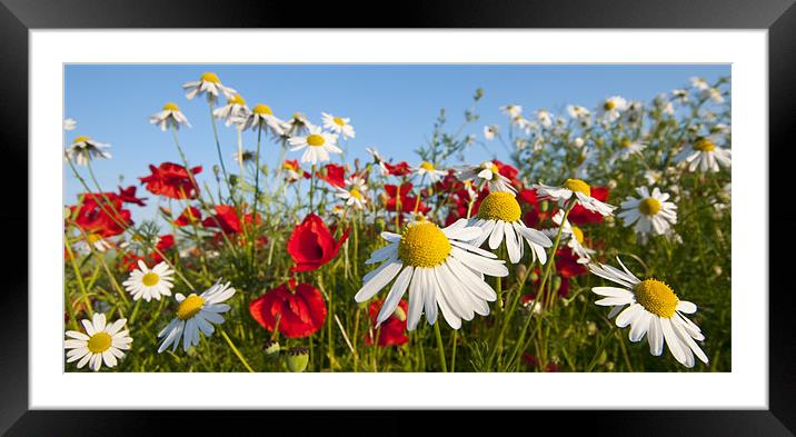 Summer Days Framed Mounted Print by Tracey Whitefoot