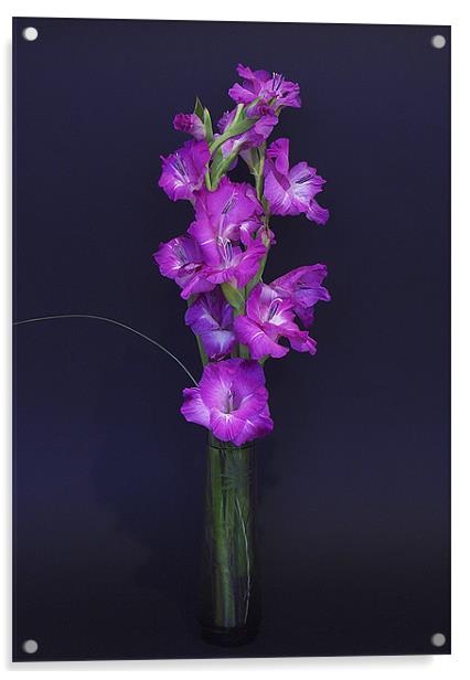 Gladiolus Acrylic by Brian Roscorla