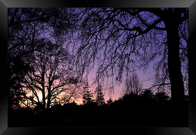 Sunset through the trees Framed Print by Rosie Spooner
