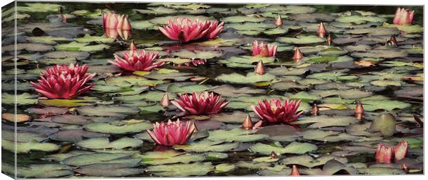 vintage waterlilies Canvas Print by Heather Newton