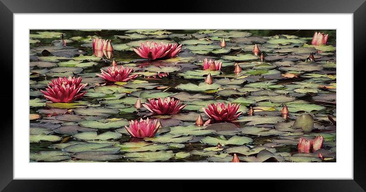 vintage waterlilies Framed Mounted Print by Heather Newton