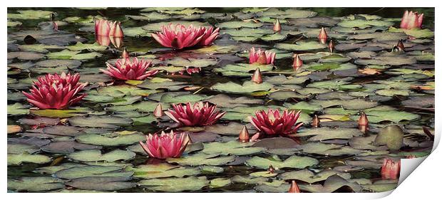 vintage waterlilies Print by Heather Newton