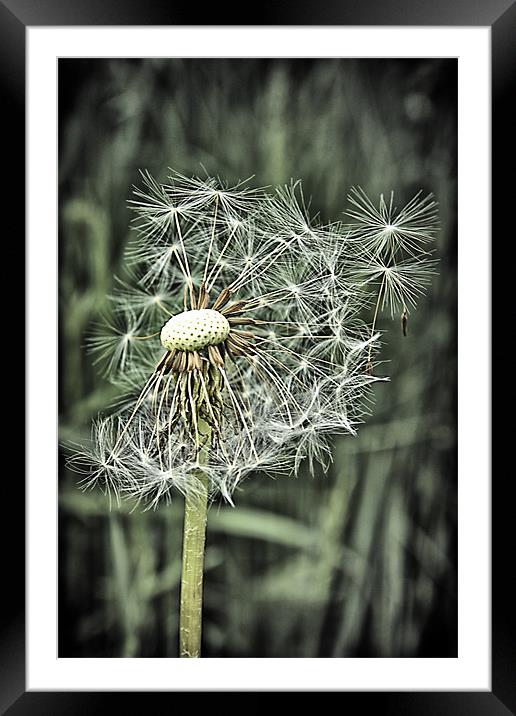 Gone to seed Framed Mounted Print by kevin wise