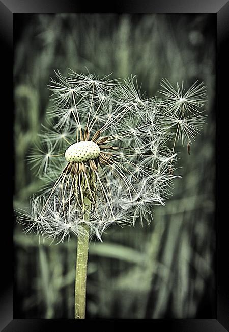 Gone to seed Framed Print by kevin wise