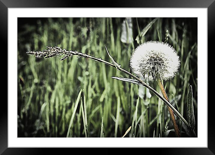 Dandelion and grass Framed Mounted Print by kevin wise