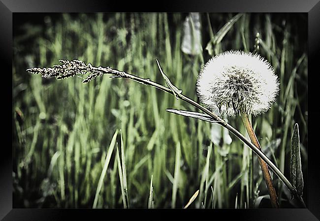 Dandelion and grass Framed Print by kevin wise