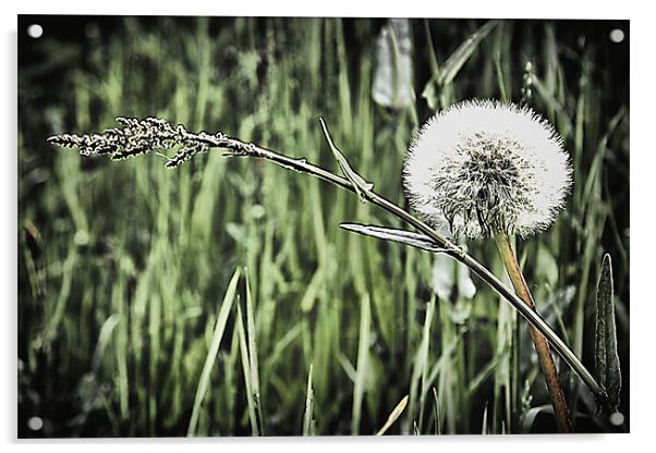 Dandelion and grass Acrylic by kevin wise