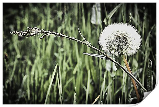 Dandelion and grass Print by kevin wise