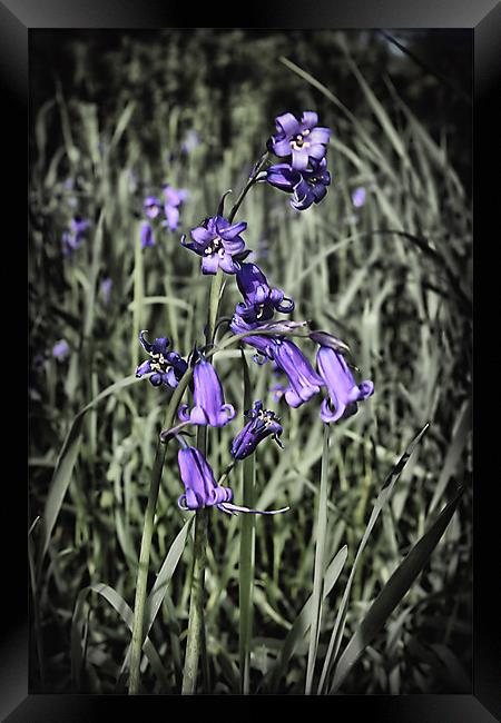 Bluebell Framed Print by kevin wise