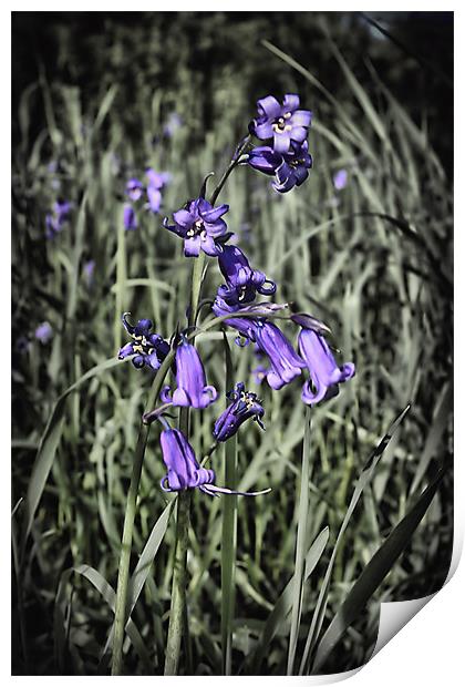 Bluebell Print by kevin wise