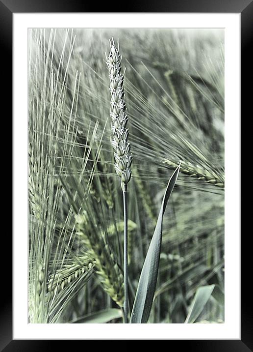 Ear of corn Framed Mounted Print by kevin wise
