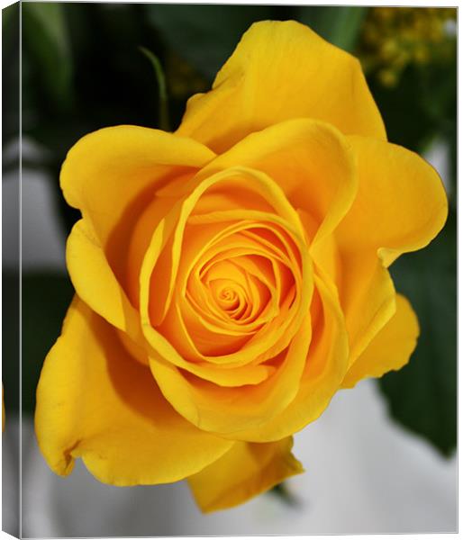 Beautiful yellow rose Canvas Print by Marilyn PARKER