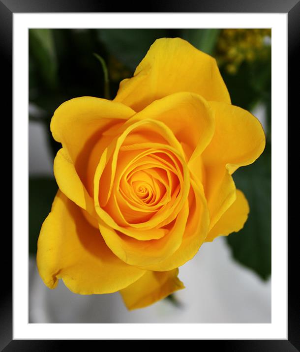 Beautiful yellow rose Framed Mounted Print by Marilyn PARKER