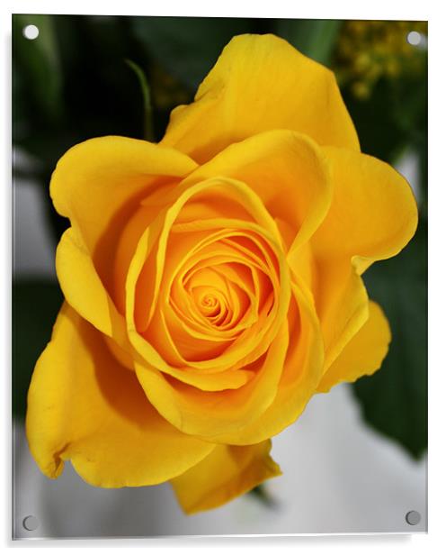 Beautiful yellow rose Acrylic by Marilyn PARKER