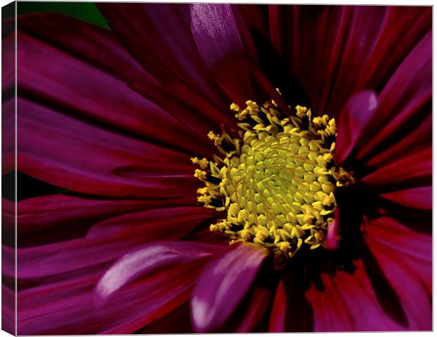 Cosmos Canvas Print by Jacqi Elmslie