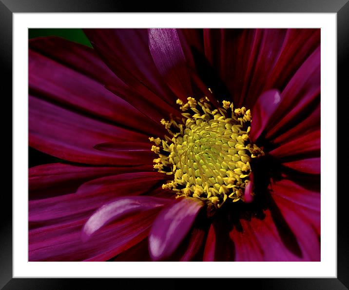Cosmos Framed Mounted Print by Jacqi Elmslie