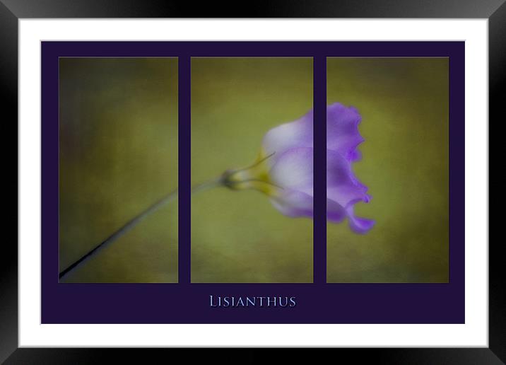 Lisianthus Framed Mounted Print by clint hudson