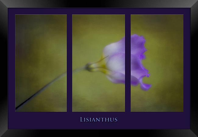Lisianthus Framed Print by clint hudson