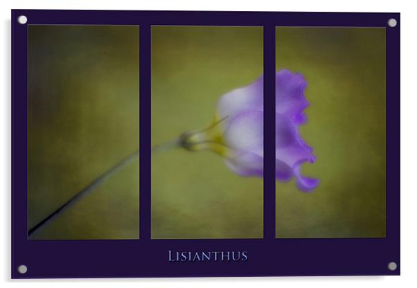 Lisianthus Acrylic by clint hudson
