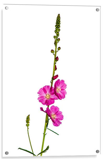 Pink Sidalcea Acrylic by Mark Llewellyn