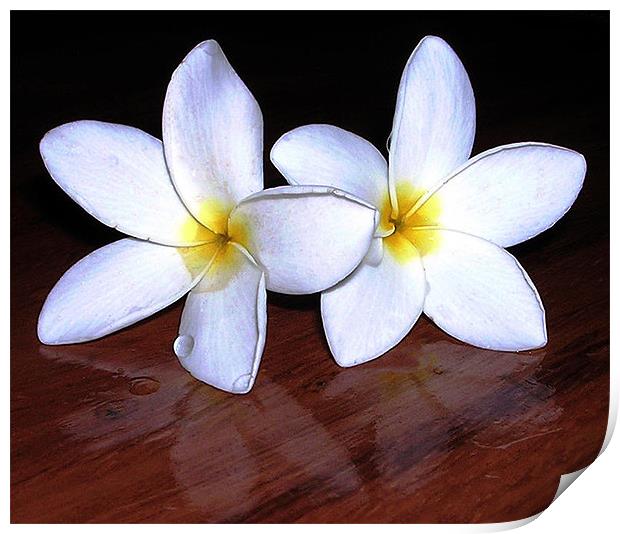 White Tropical Flowers Print by james balzano, jr.