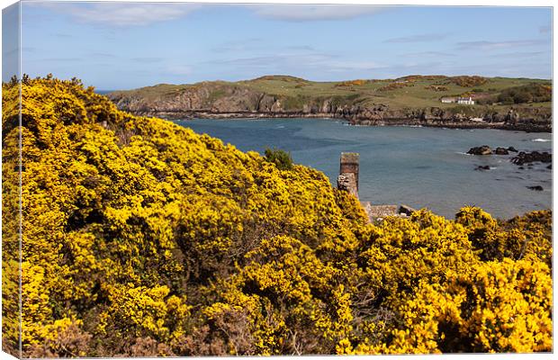 Porth Wen  Gorse Canvas Print by Gail Johnson