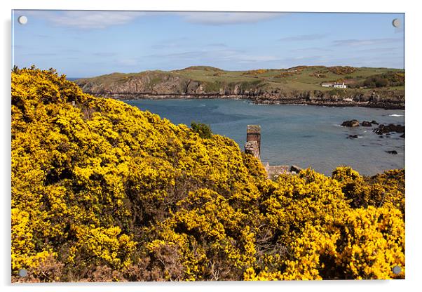 Porth Wen  Gorse Acrylic by Gail Johnson