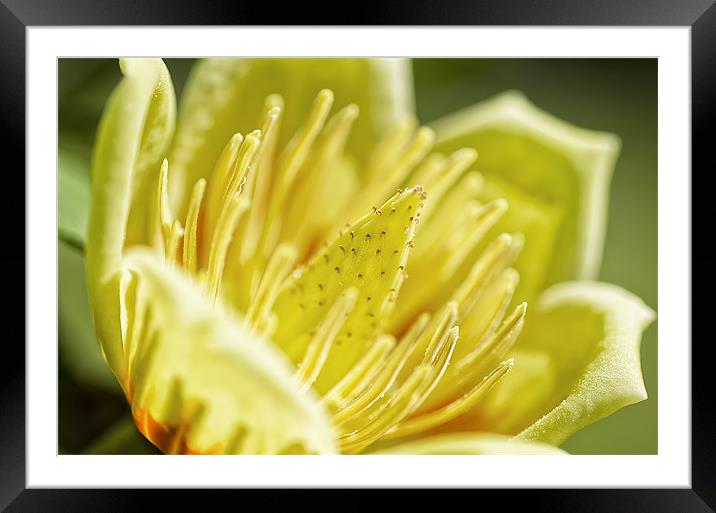 Tulip Tree Flower Framed Mounted Print by Mary Lane