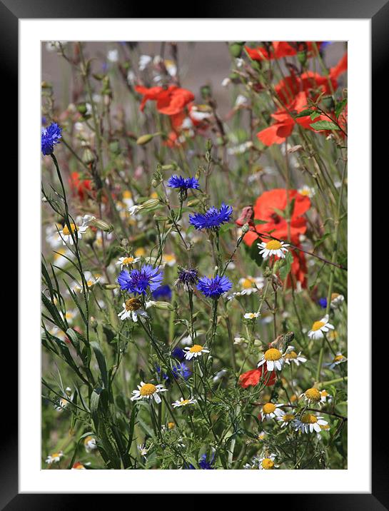 Cornflower Poppy Daisy Framed Mounted Print by Will Black