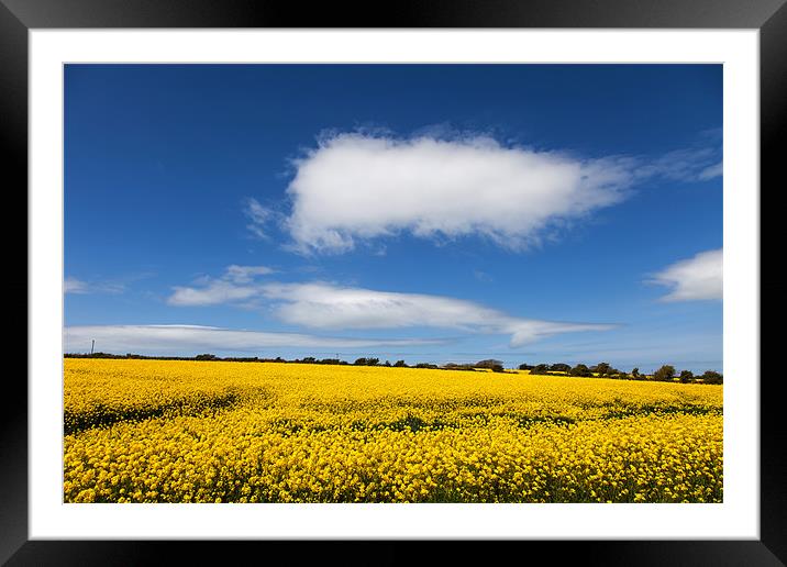 Rapeseed Field Framed Mounted Print by Gail Johnson
